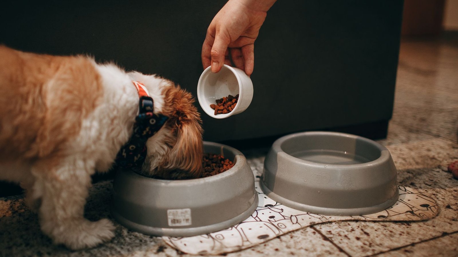 Die besten nachhaltigen Anbieter fuer Herbst- und Winterfutter fuer Hunde 2026